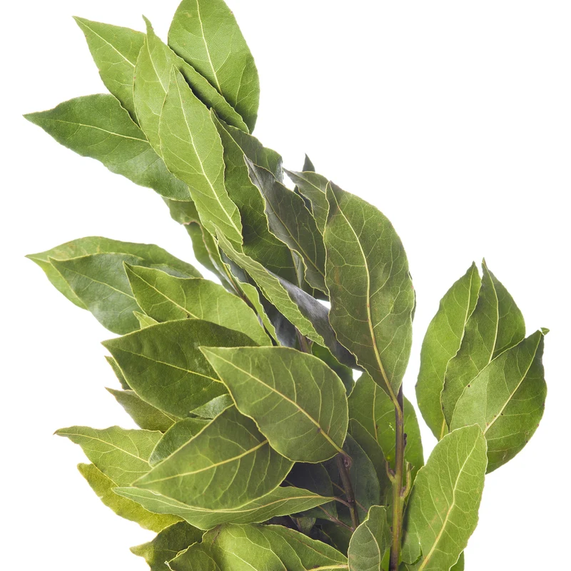 Plant de Laurier sauce