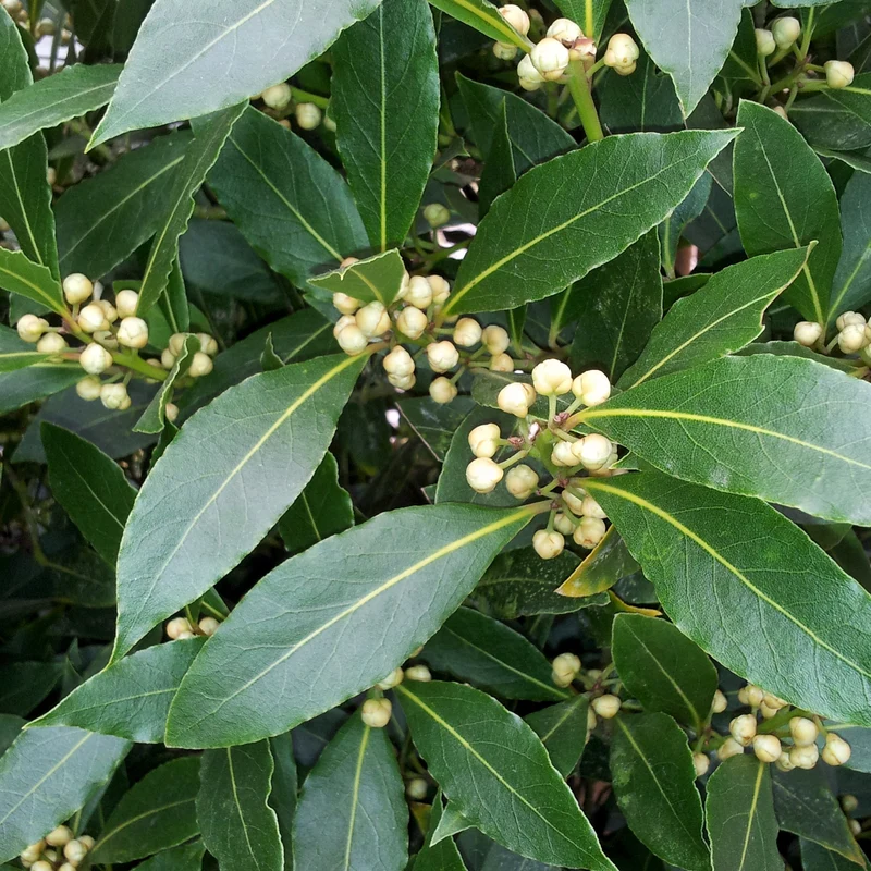 Plant de Laurier sauce