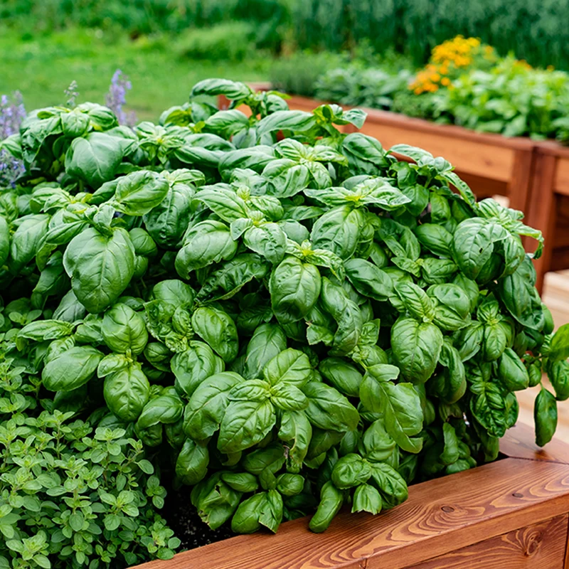 Plant de Basilic Grand vert