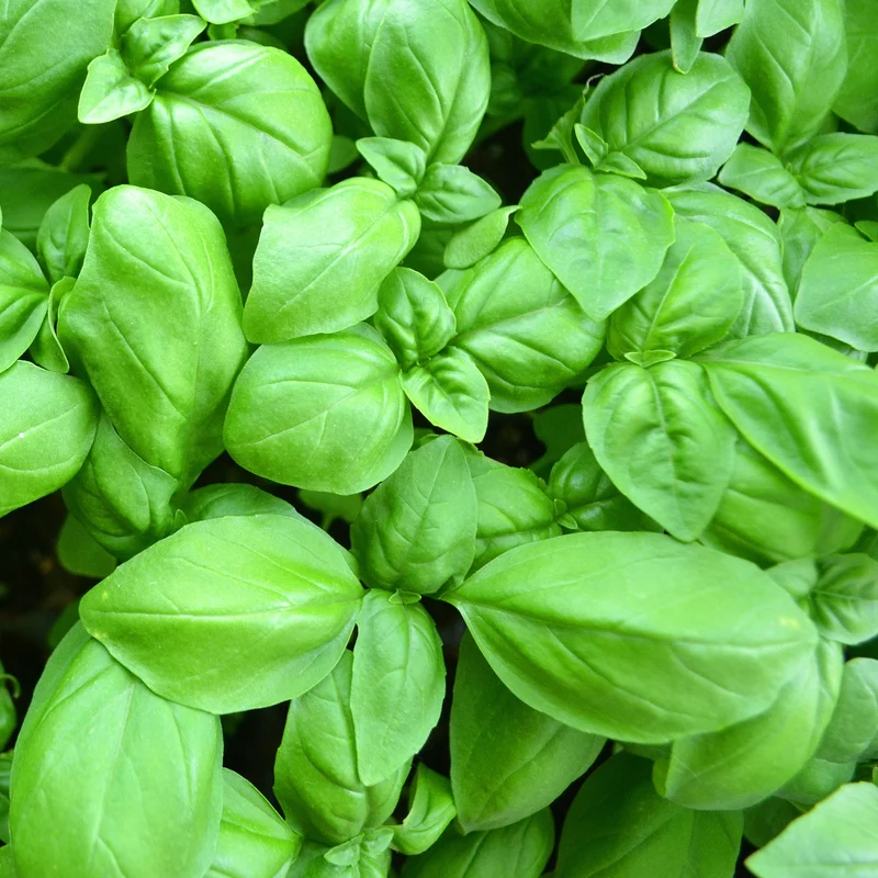 Plant de Basilic Grand vert