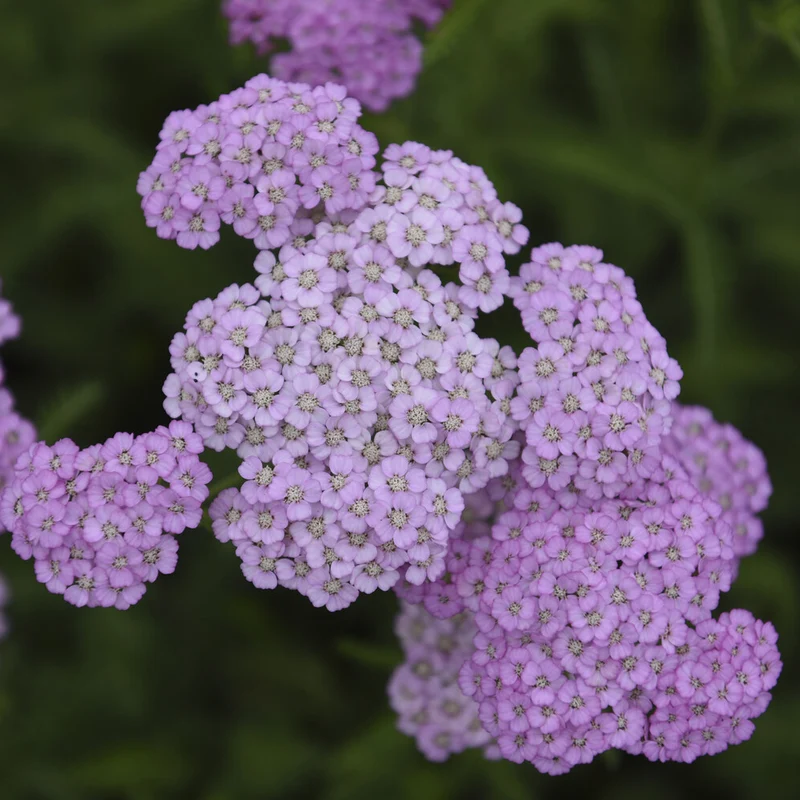 Achillée millefeuille Apfelblüte
