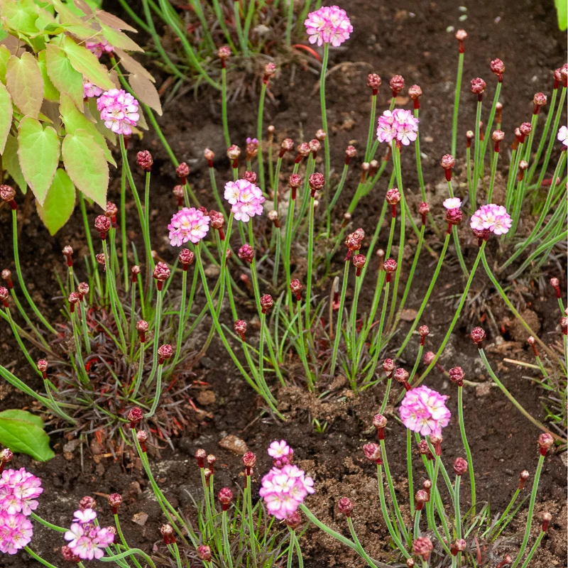 Gazon d'Espagne rose