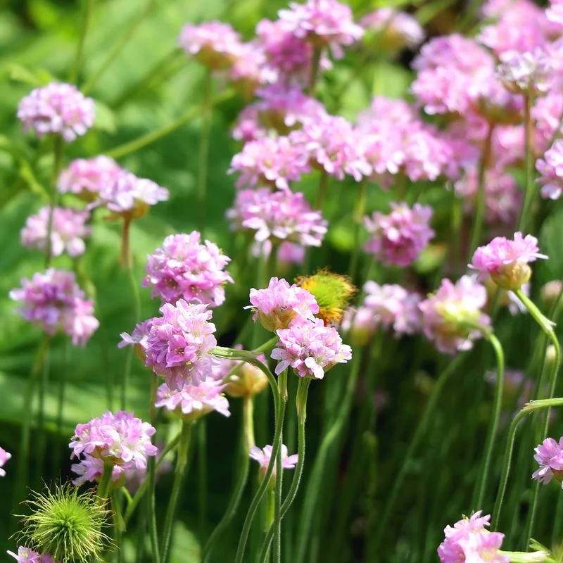 Gazon d'Espagne rose