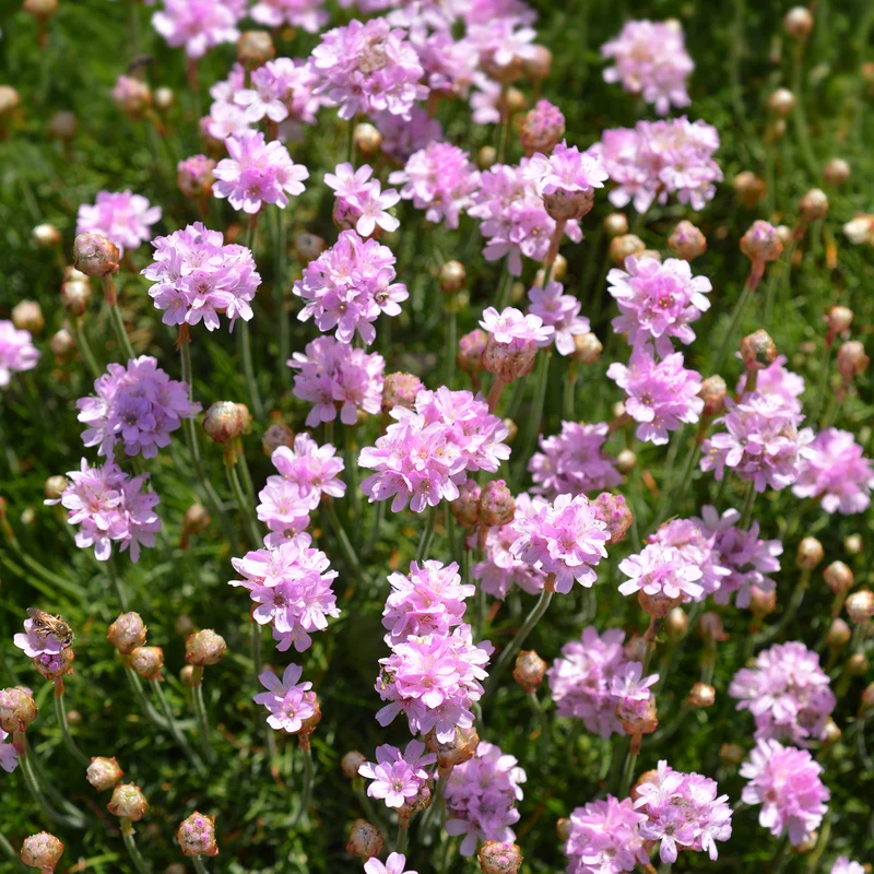 Gazon d'Espagne rose