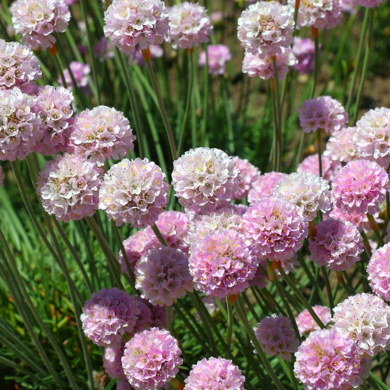 Gazon d'Espagne rose