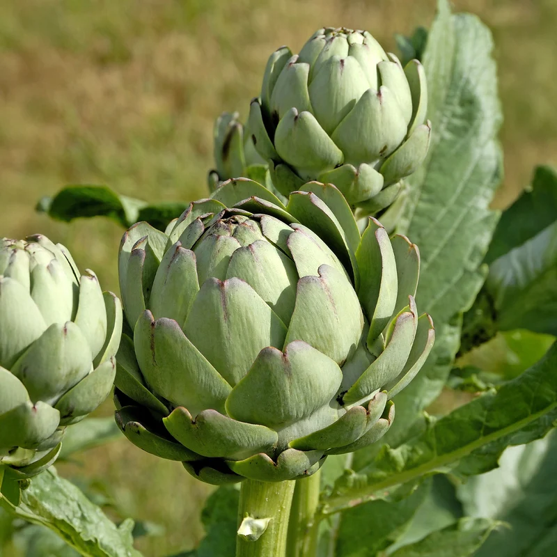 3 Plants d'Artichaut Vert de Laon