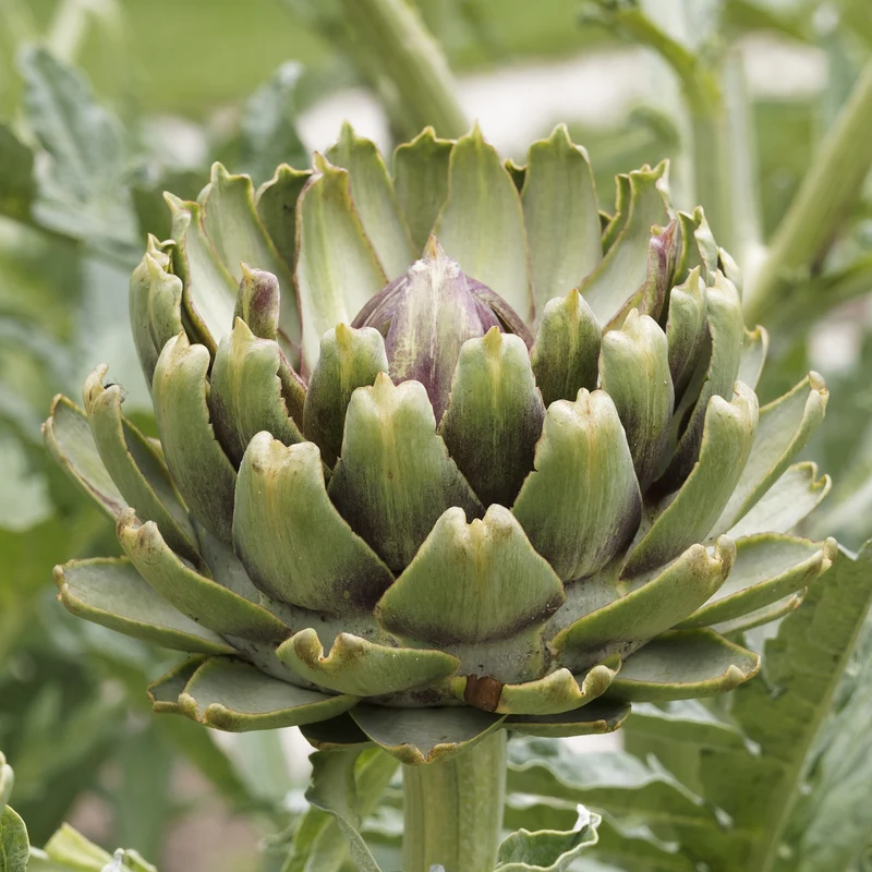 3 Plants d'Artichaut Vert de Laon