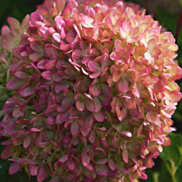 Hortensia paniculé Romantic Ace® Renvagor