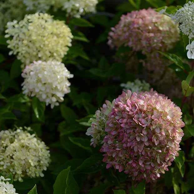Hortensia paniculé Romantic Ace® Renvagor