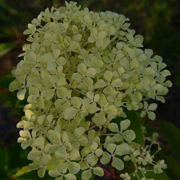 Hortensia paniculé Romantic Ace® Renvagor