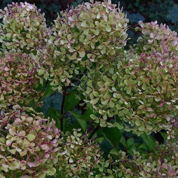 Hortensia paniculé Romantic Ace® Renvagor