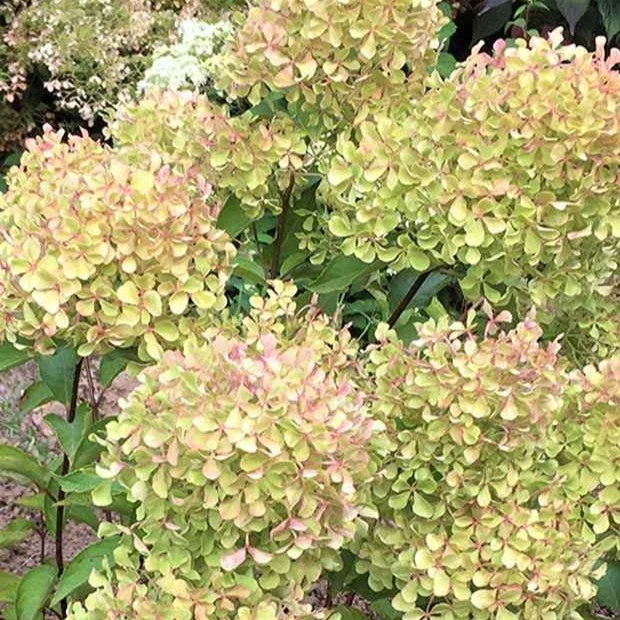 Hortensia paniculé Romantic Ace® Renvagor
