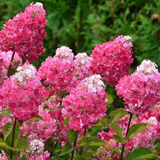 Hortensia paniculé Framboisine® 'Rensam'