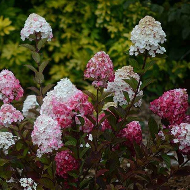 Hortensia paniculé Framboisine® 'Rensam'