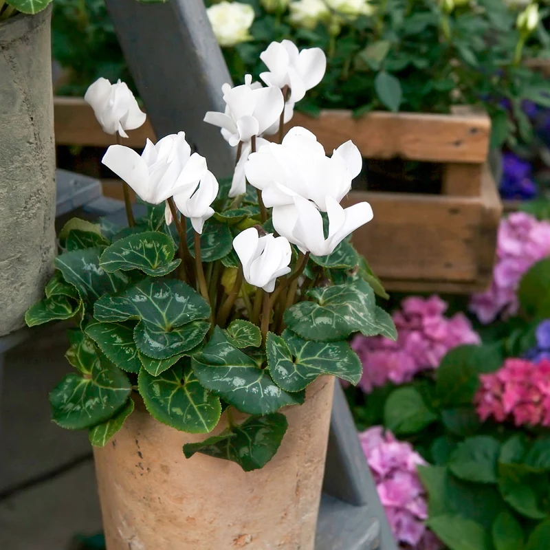 3 Cyclamens blancs