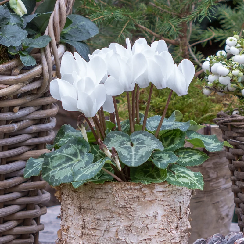 3 Cyclamens blancs