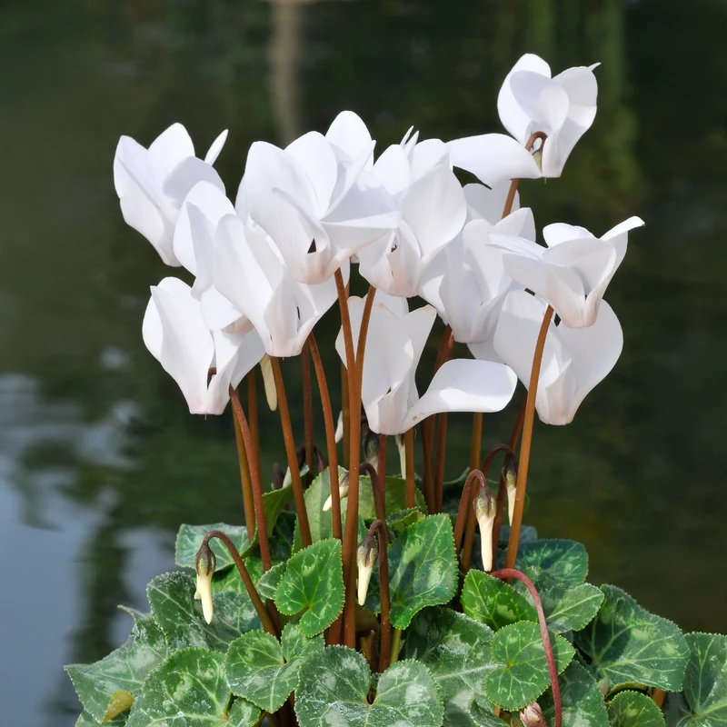 3 Cyclamens blancs