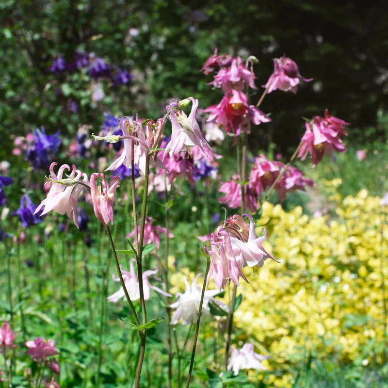Ancolie des jardins Heidi