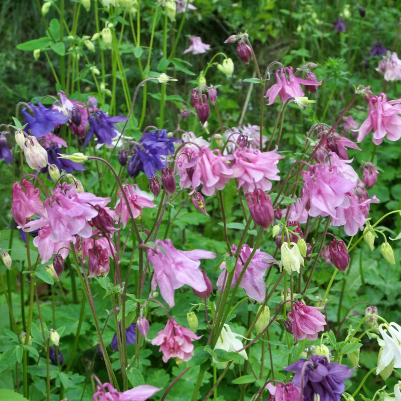 Ancolie des jardins Heidi