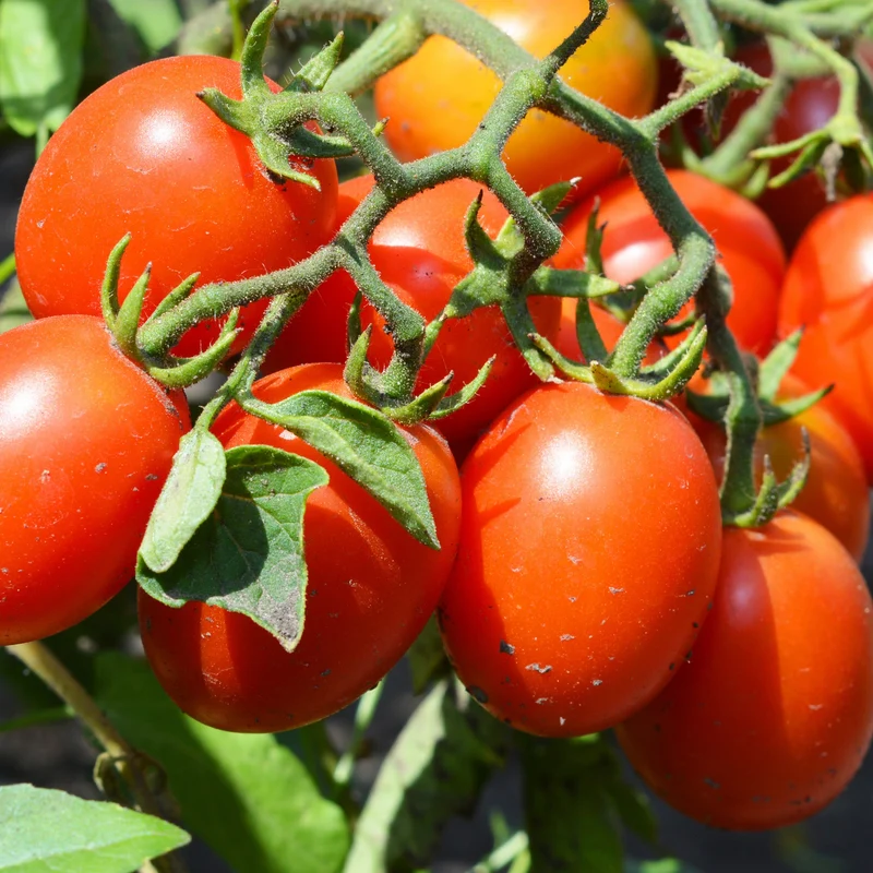 3 Plants de Tomate Olivette Roma