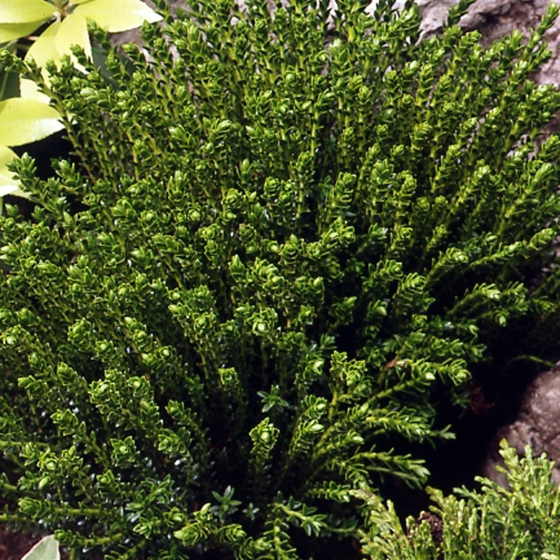 Hebe Emerald Green