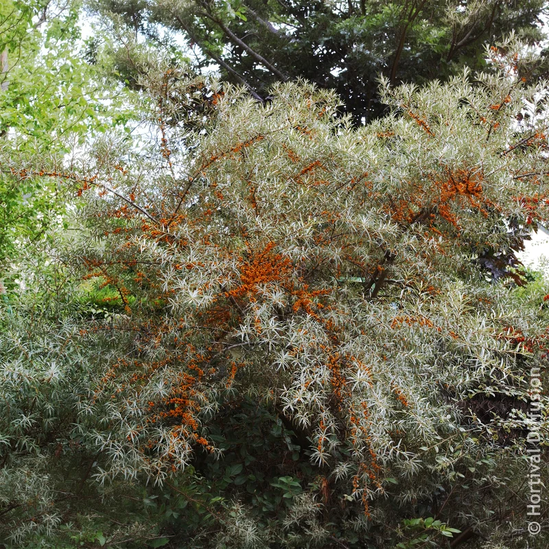 Argousier