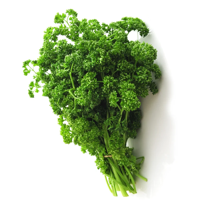 Plant de Persil frisé