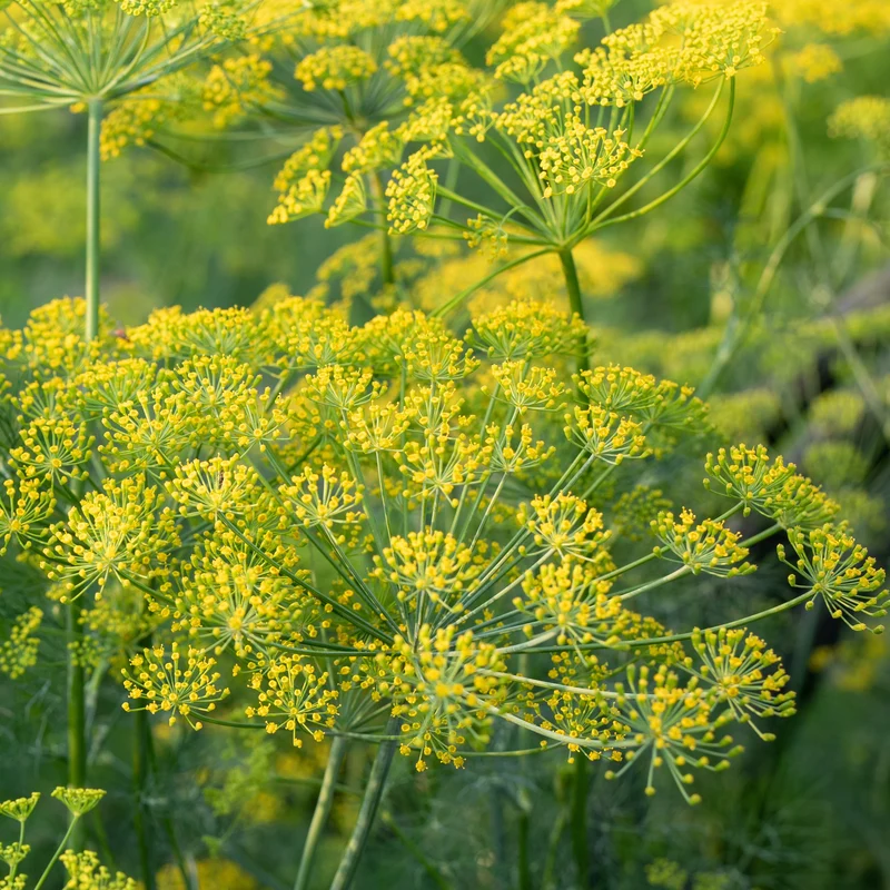 Plant d'Aneth