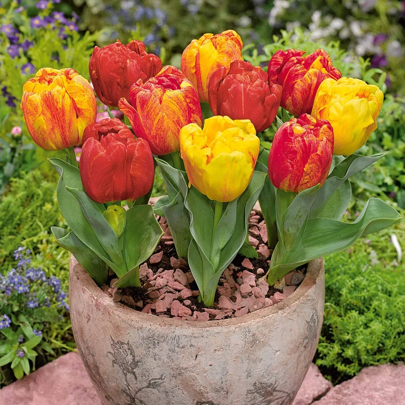 5 Tulipes hâtive Flaming Baby