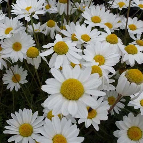 Camomille des Carpates Karpatenschnee