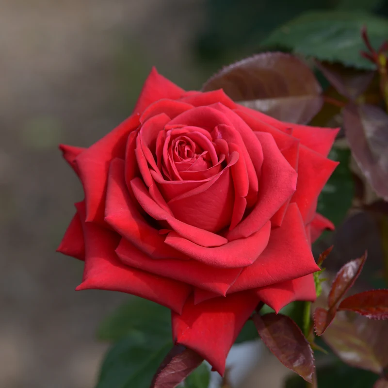 Rosier buisson Grande Amore ®
