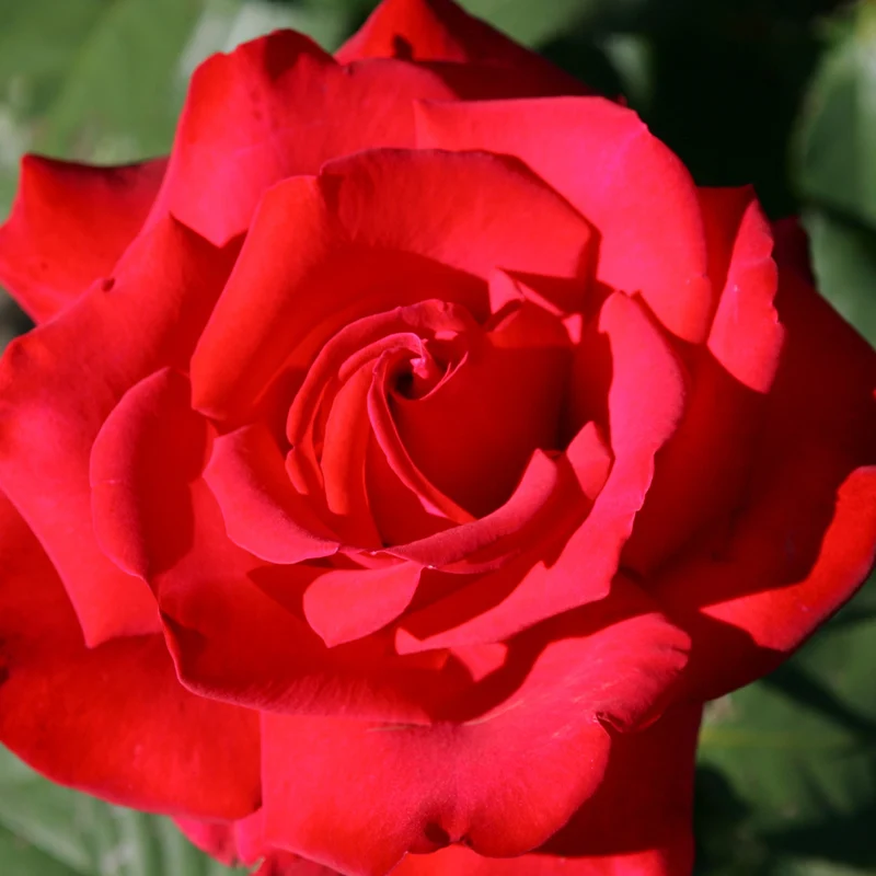 Rosier buisson Grande Amore ®
