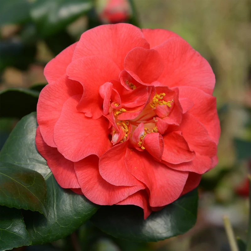 Camélia du Japon à fleurs doubles rouge