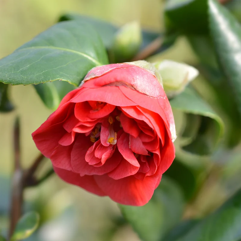 Camélia du Japon à fleurs doubles rouge