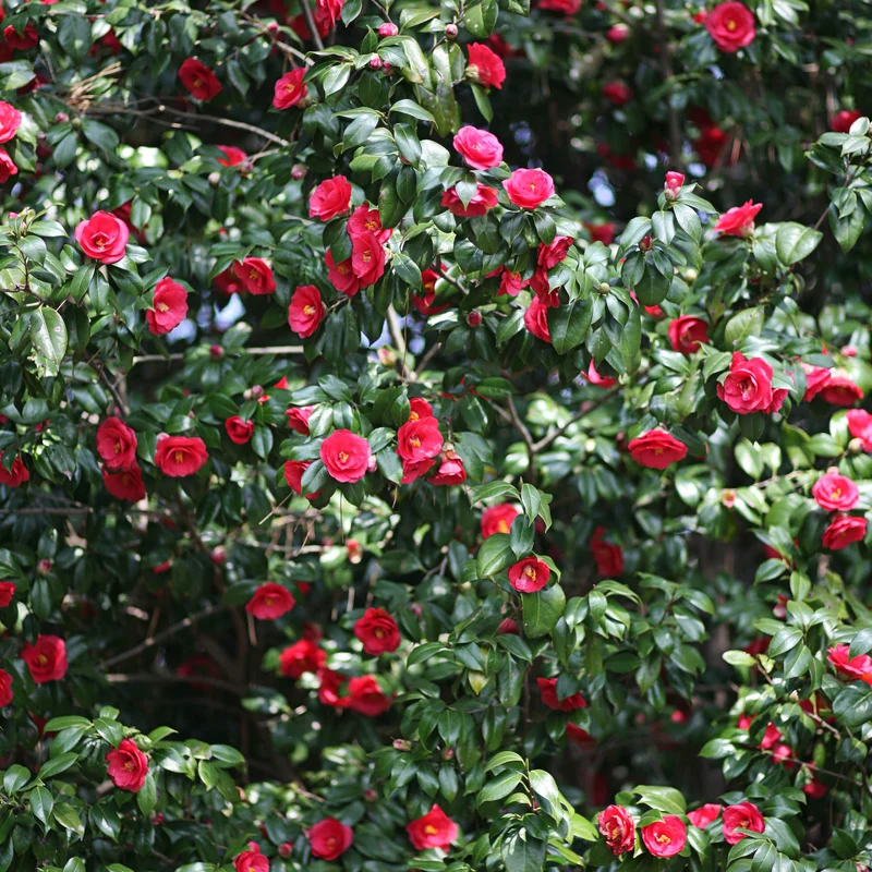 Camélia du Japon à fleurs doubles rouge
