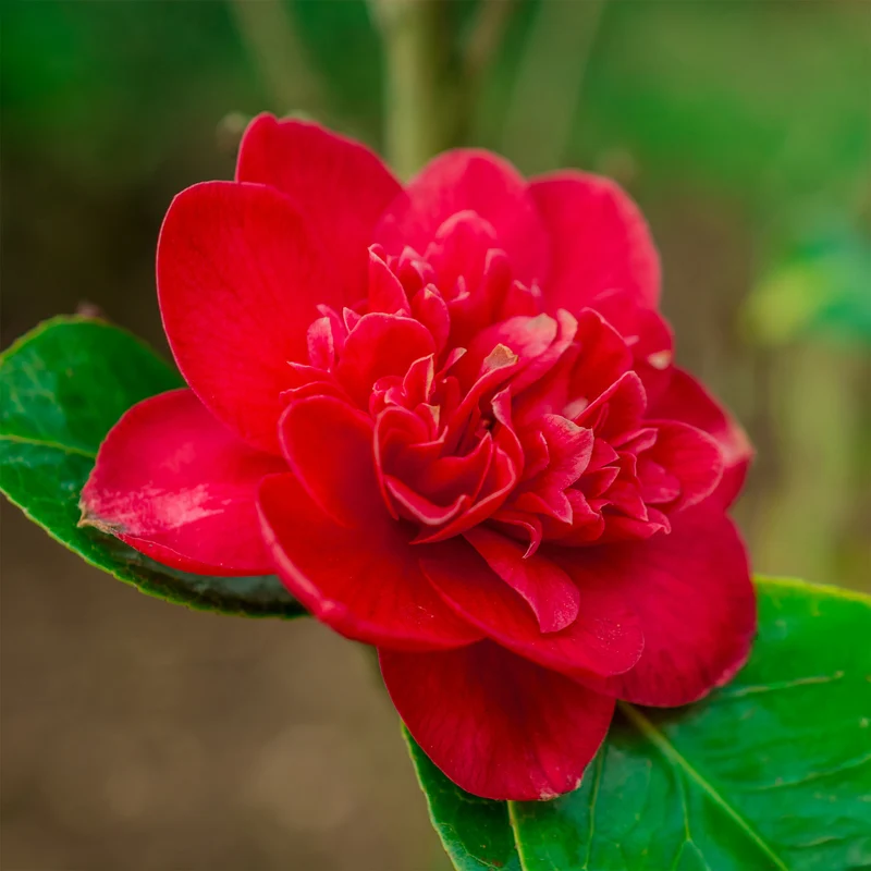 Camélia du Japon à fleurs doubles rouge