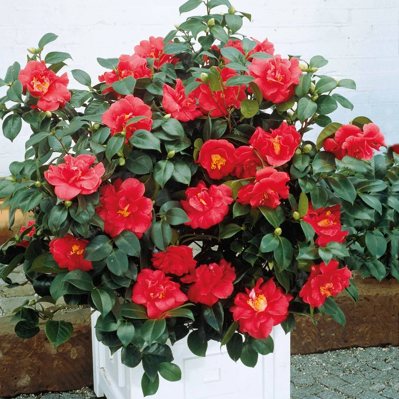 Camélia du Japon à fleurs doubles rouge