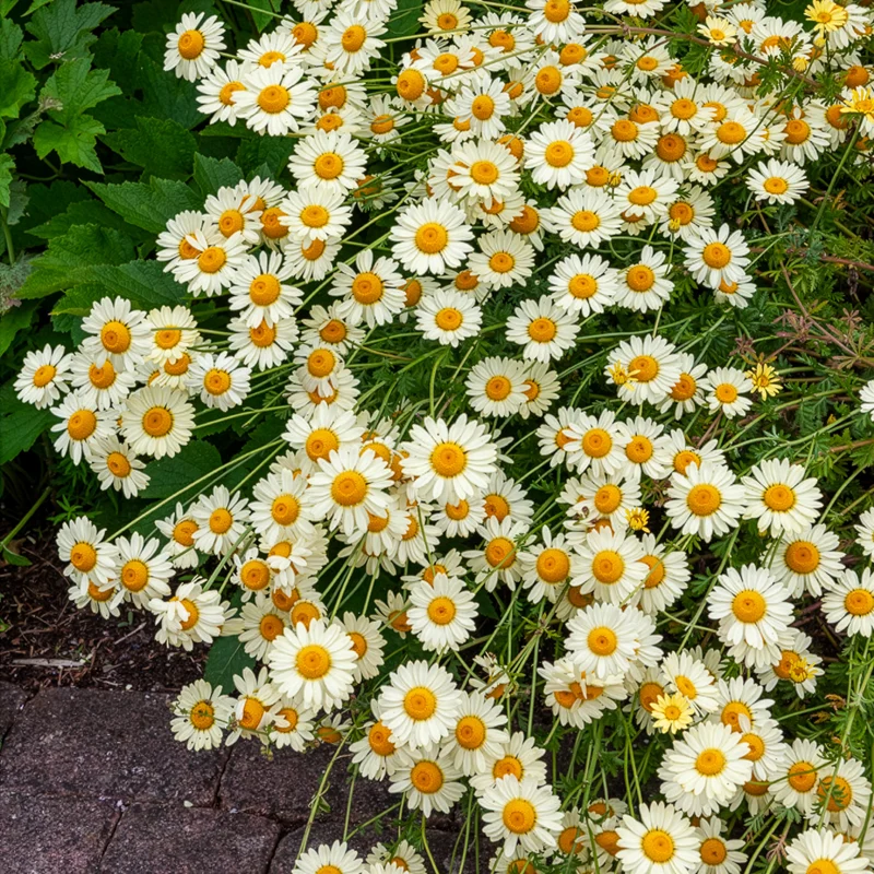 Camomille des teinturiers E.C. Buxton