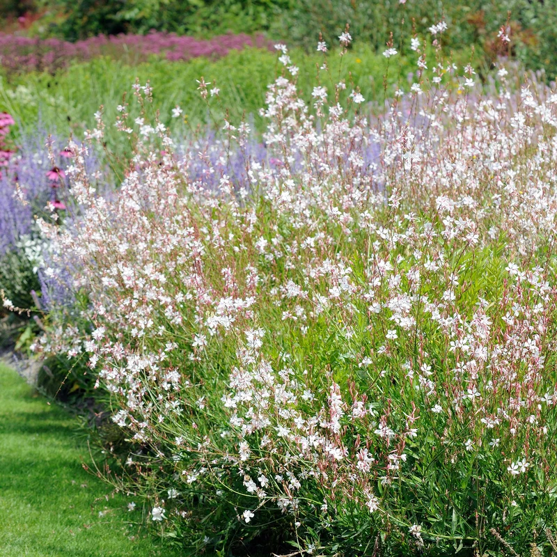 Gaura blanche