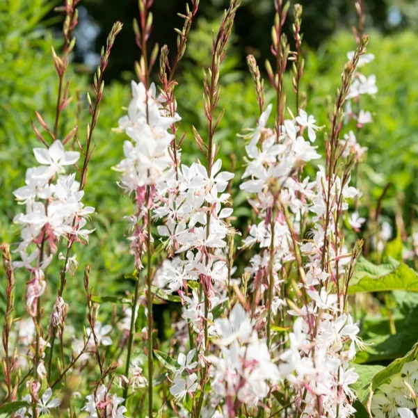 Gaura blanche