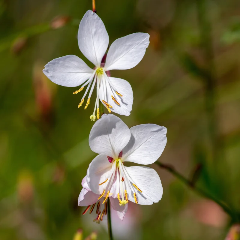 Gaura blanche