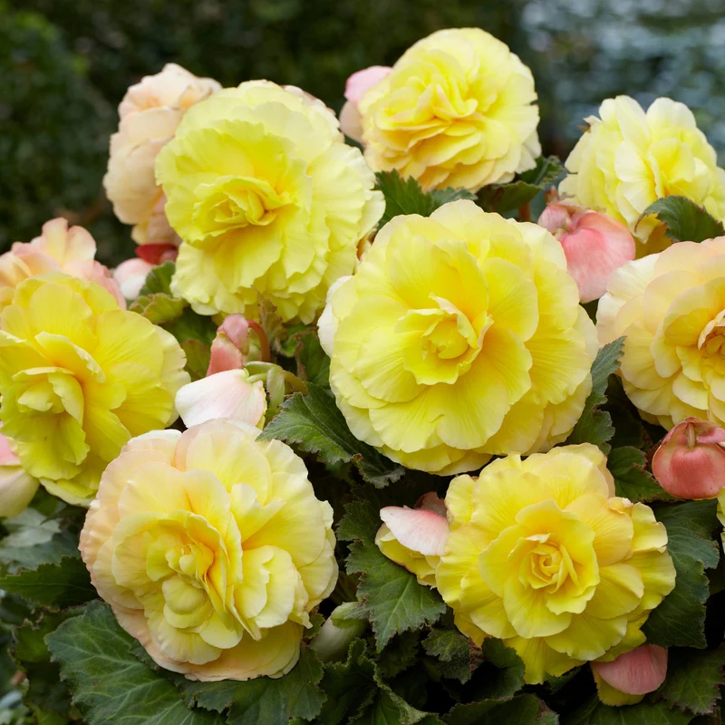 5 Bégonias doubles jaunes