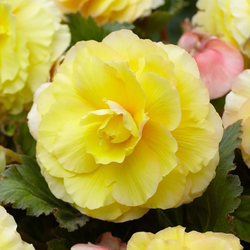 5 Bégonias doubles jaunes