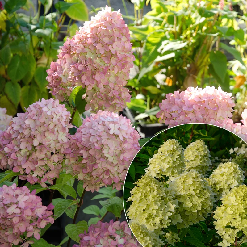 Hortensia paniculé Magical® Candle