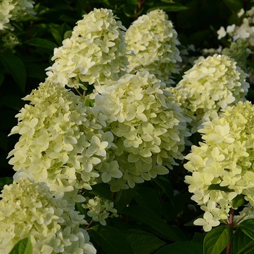 Hortensia paniculé Magical® Candle