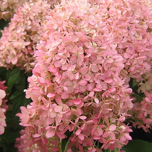 Hortensia paniculé Magical® Candle