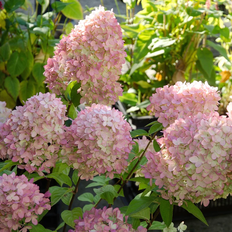 Hortensia paniculé Magical® Candle