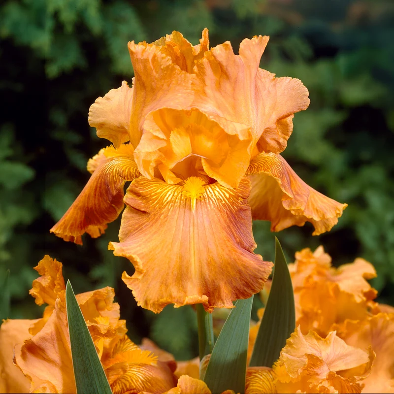 2 Iris de jardin Profondeur de champ