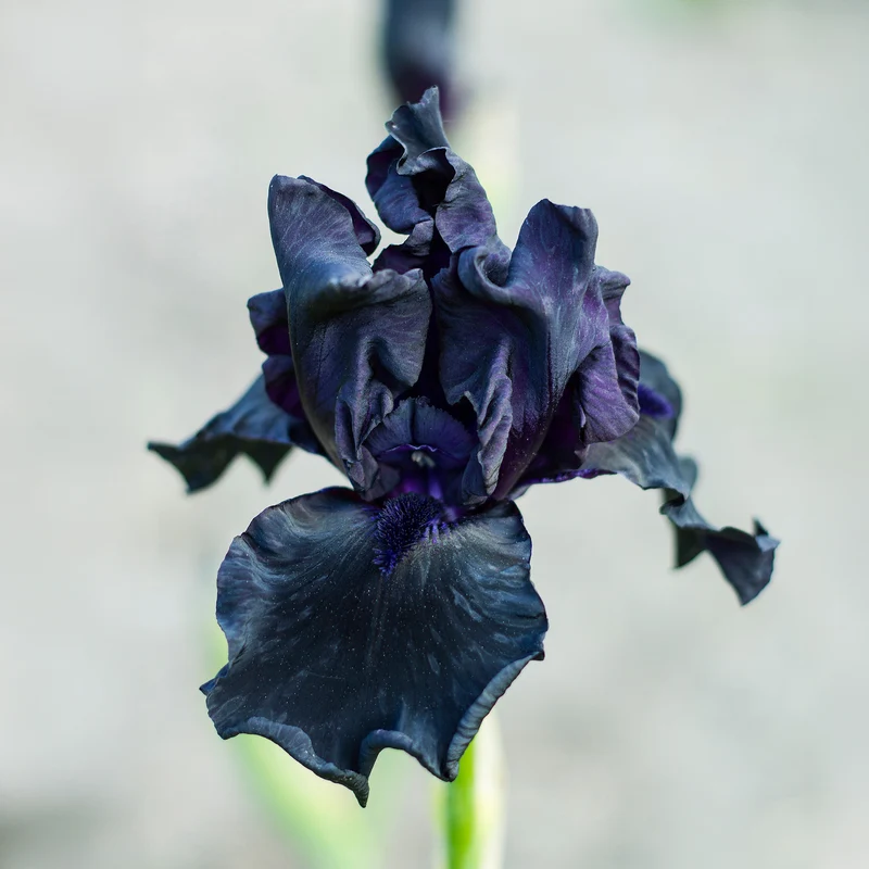 2 Iris de jardin Etude en Noir