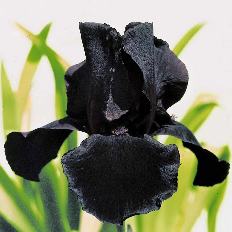 2 Iris de jardin Etude en Noir